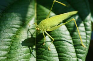 bug that looks like a leaf